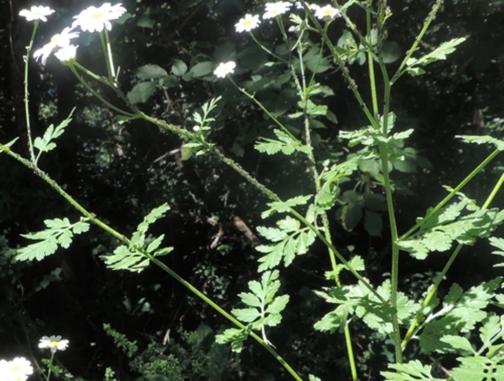 Tanacetum parthenium